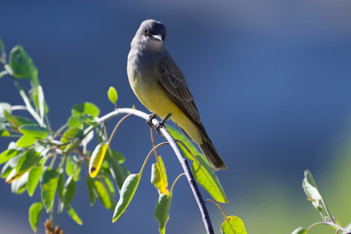 Cassin's Kingbird - ML643545171