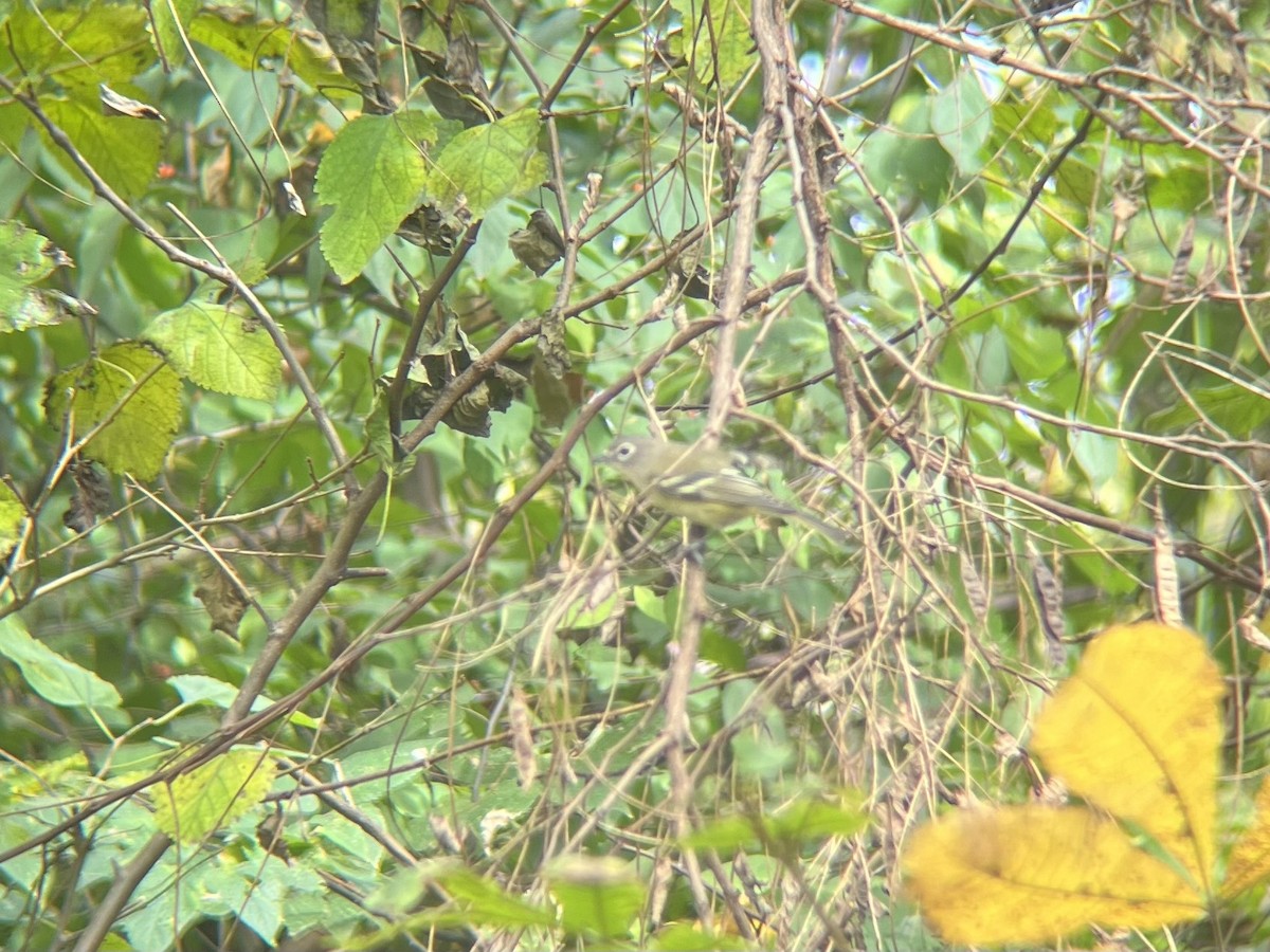 Blue-headed Vireo - ML643545174