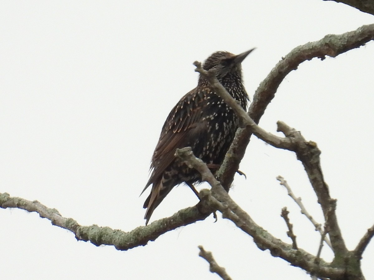 European Starling - ML643545190