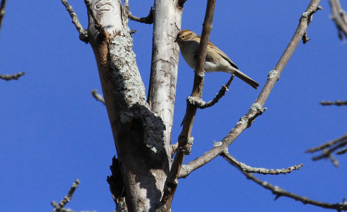 Chipping Sparrow - ML643545210