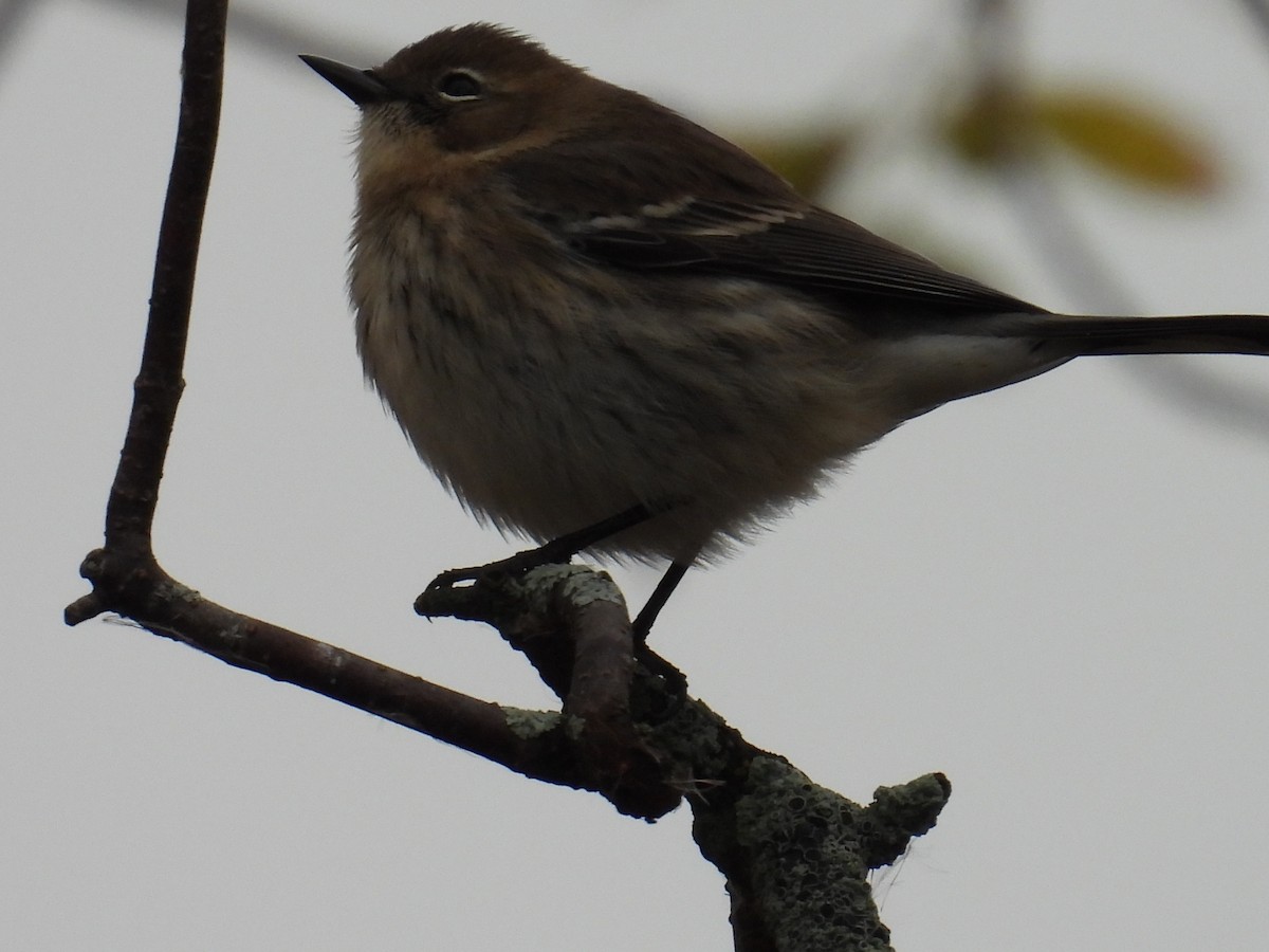 Yellow-rumped Warbler - ML643545215