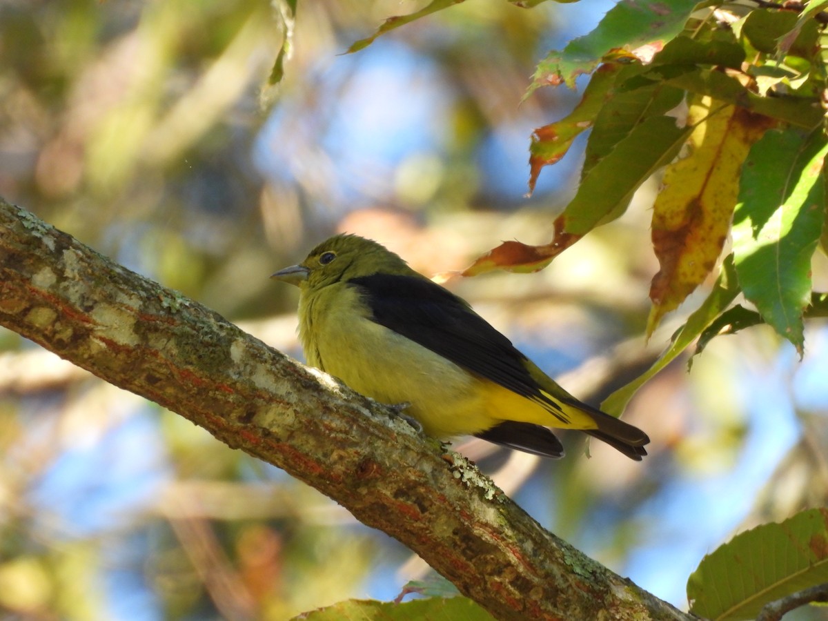 アカフウキンチョウ - ML643545224