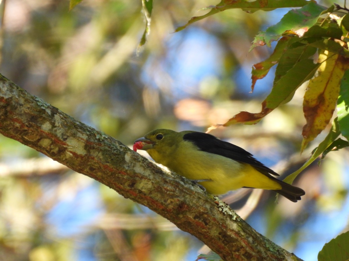 アカフウキンチョウ - ML643545225