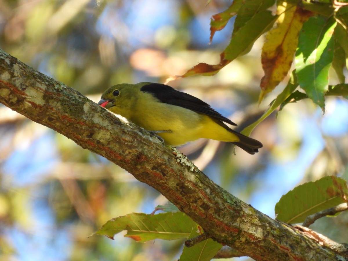 アカフウキンチョウ - ML643545226
