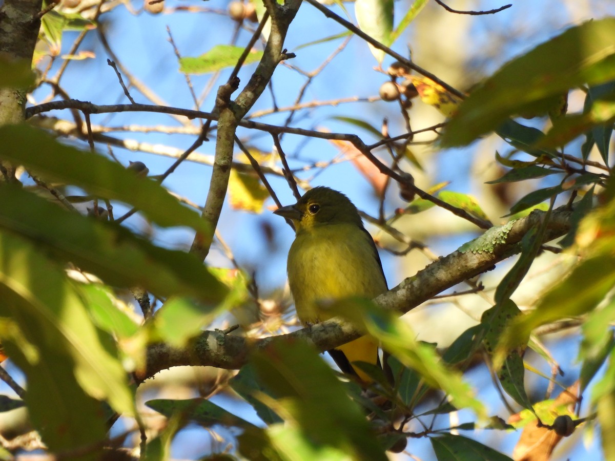 アカフウキンチョウ - ML643545227