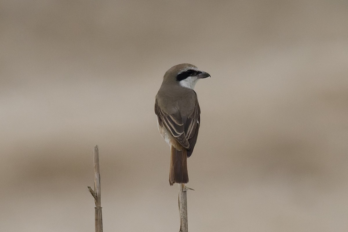 Red-tailed Shrike - ML643545236