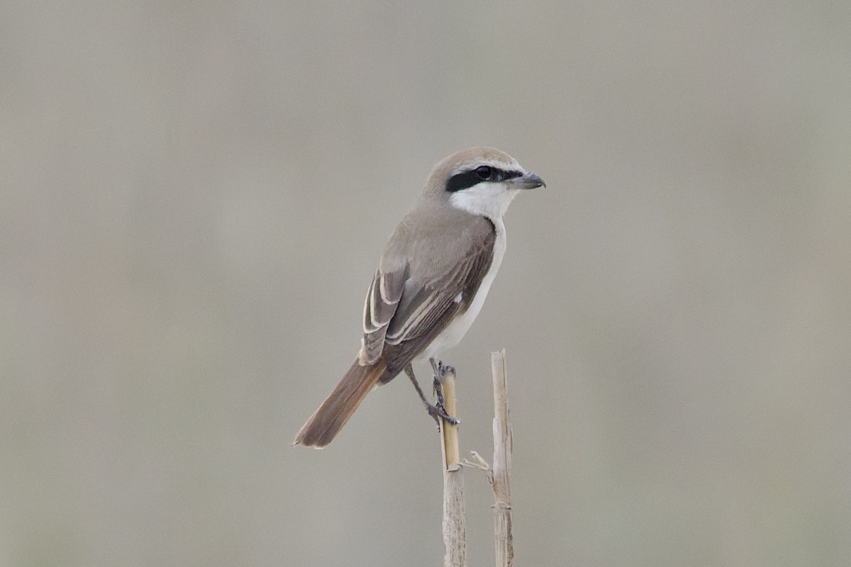 Red-tailed Shrike - ML643545237
