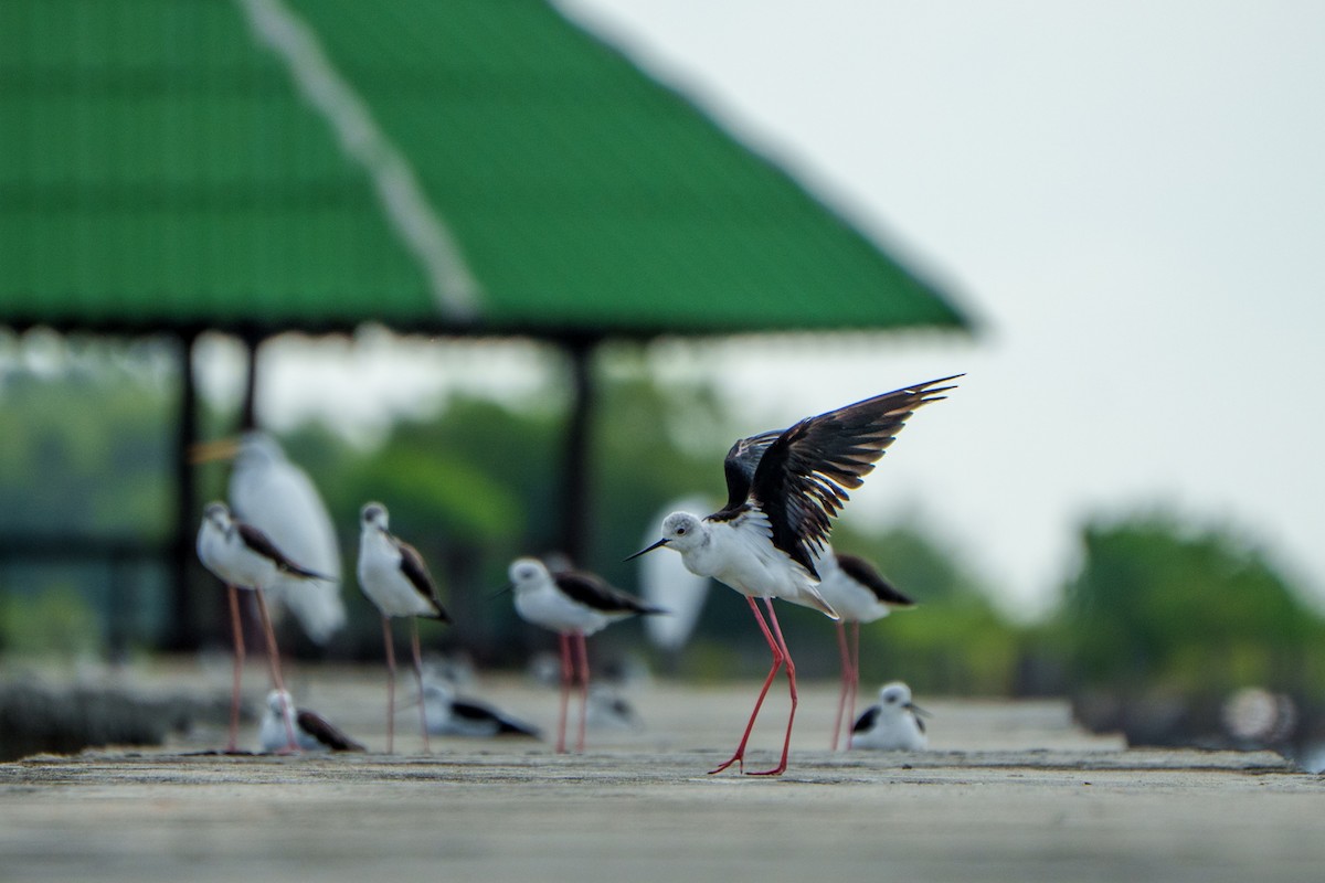 Black-winged Stilt - ML643545238