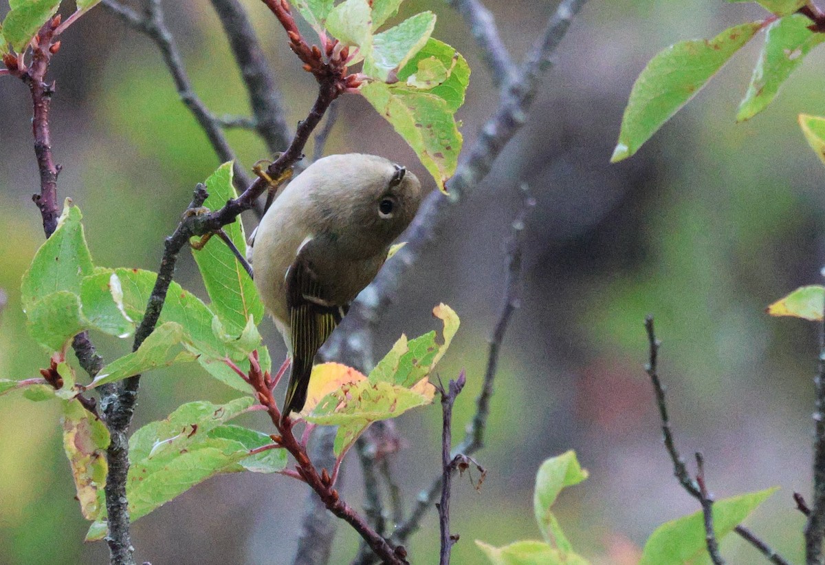 Ruby-crowned Kinglet - ML643545244