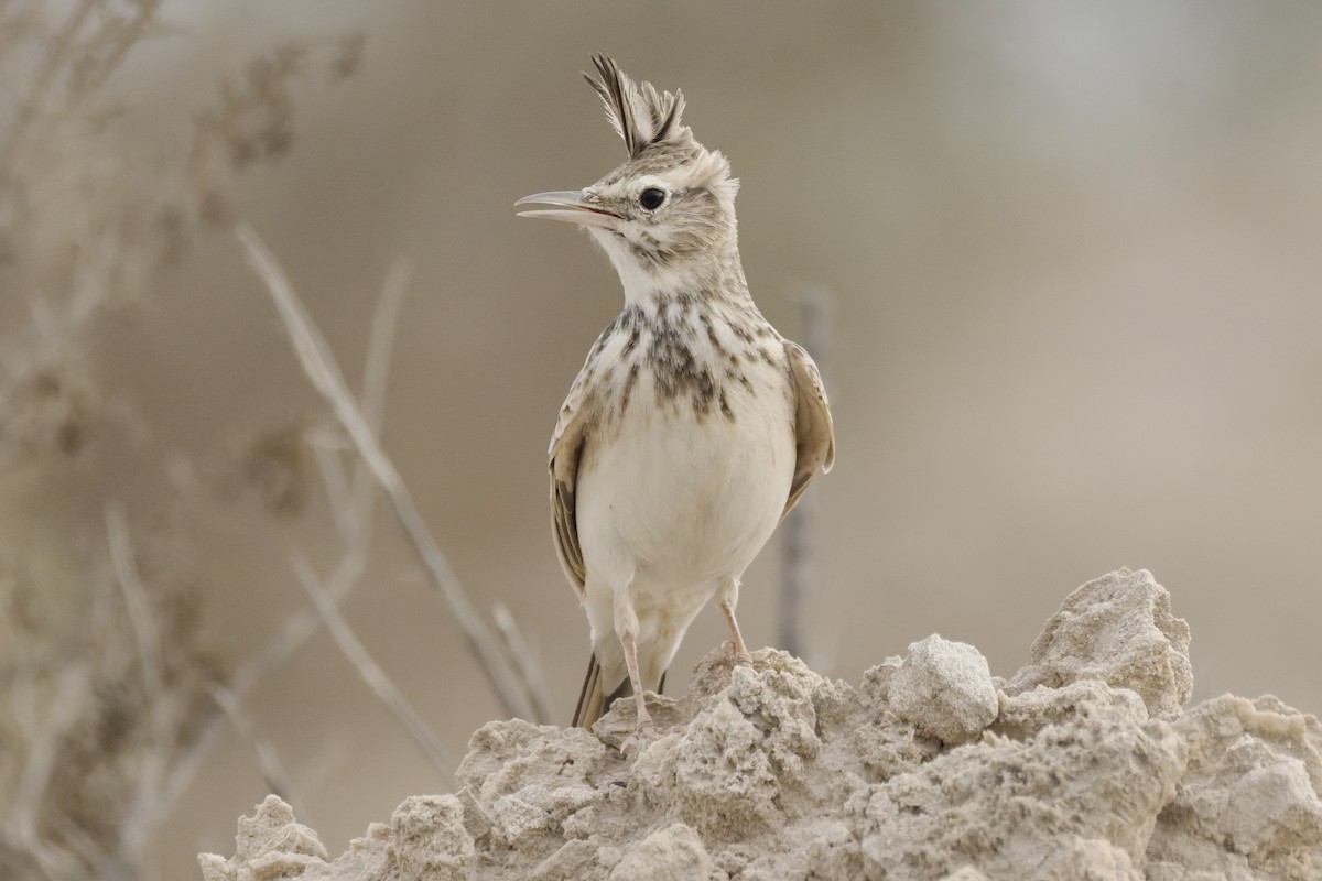 Crested Lark (Crested) - ML643545248