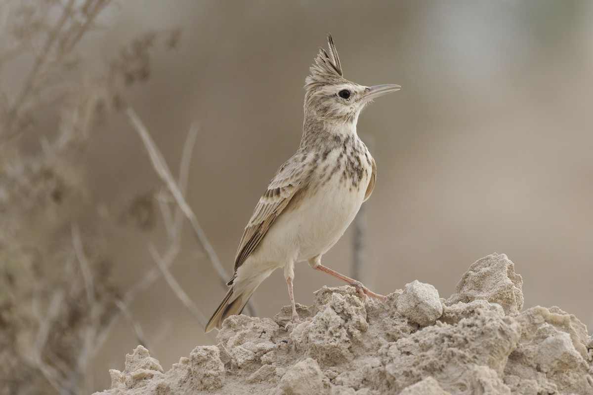 Crested Lark (Crested) - ML643545249