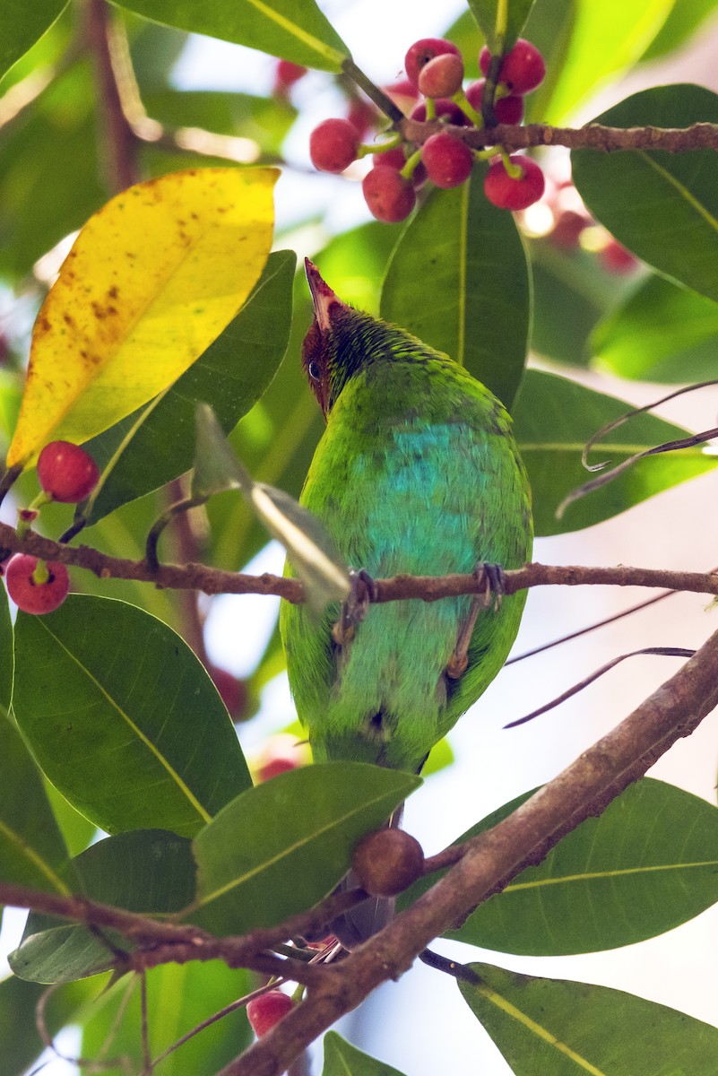 Rufous-winged Tanager - ML643545253