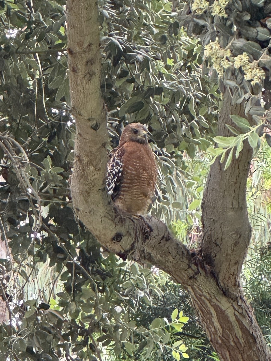 Red-shouldered Hawk - ML643545303