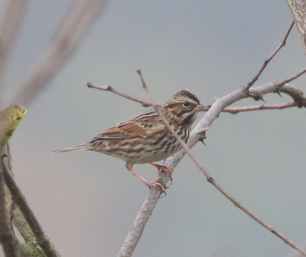 Savannah Sparrow - ML643545308