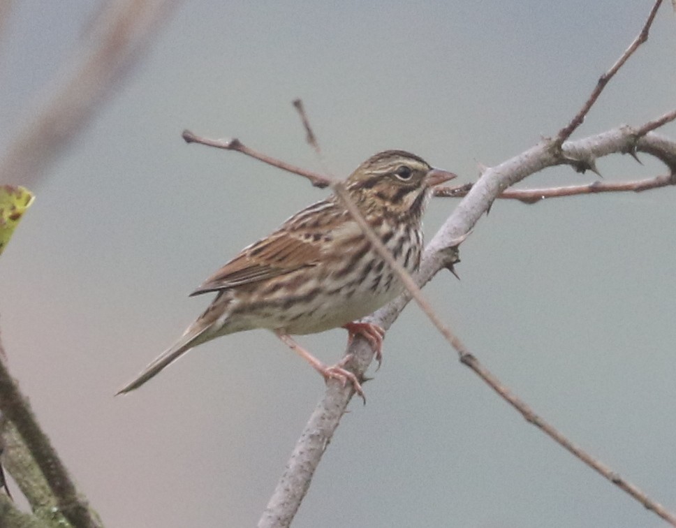 Savannah Sparrow - ML643545309