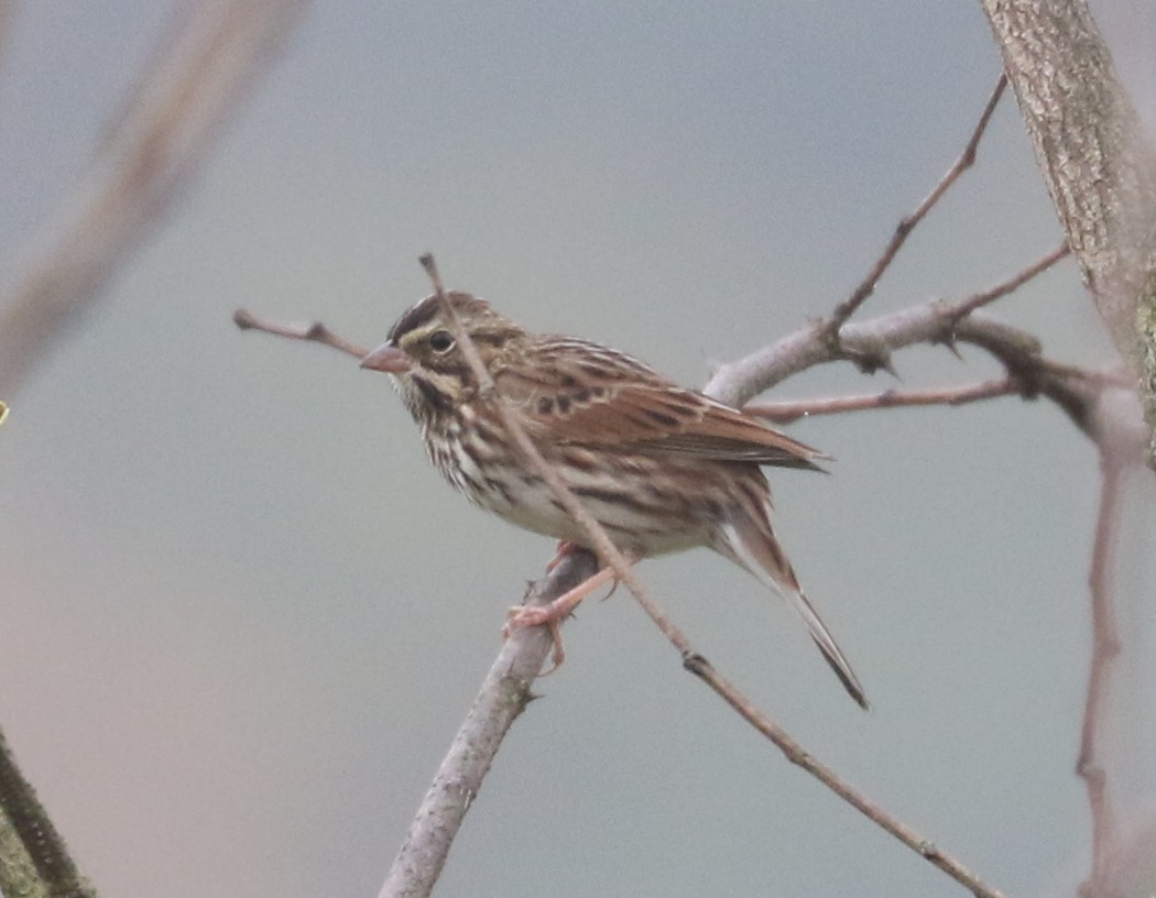 Savannah Sparrow - ML643545310