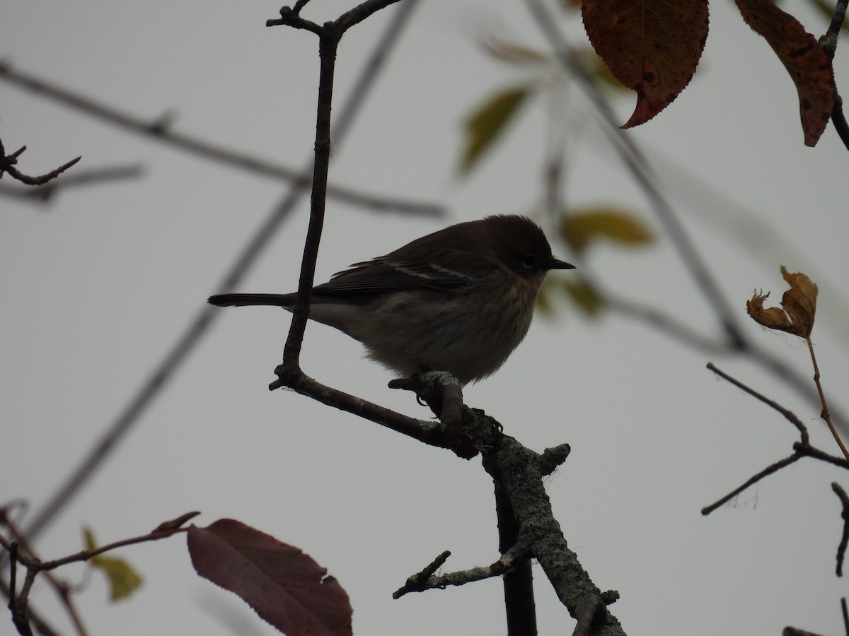Yellow-rumped Warbler - ML643545337