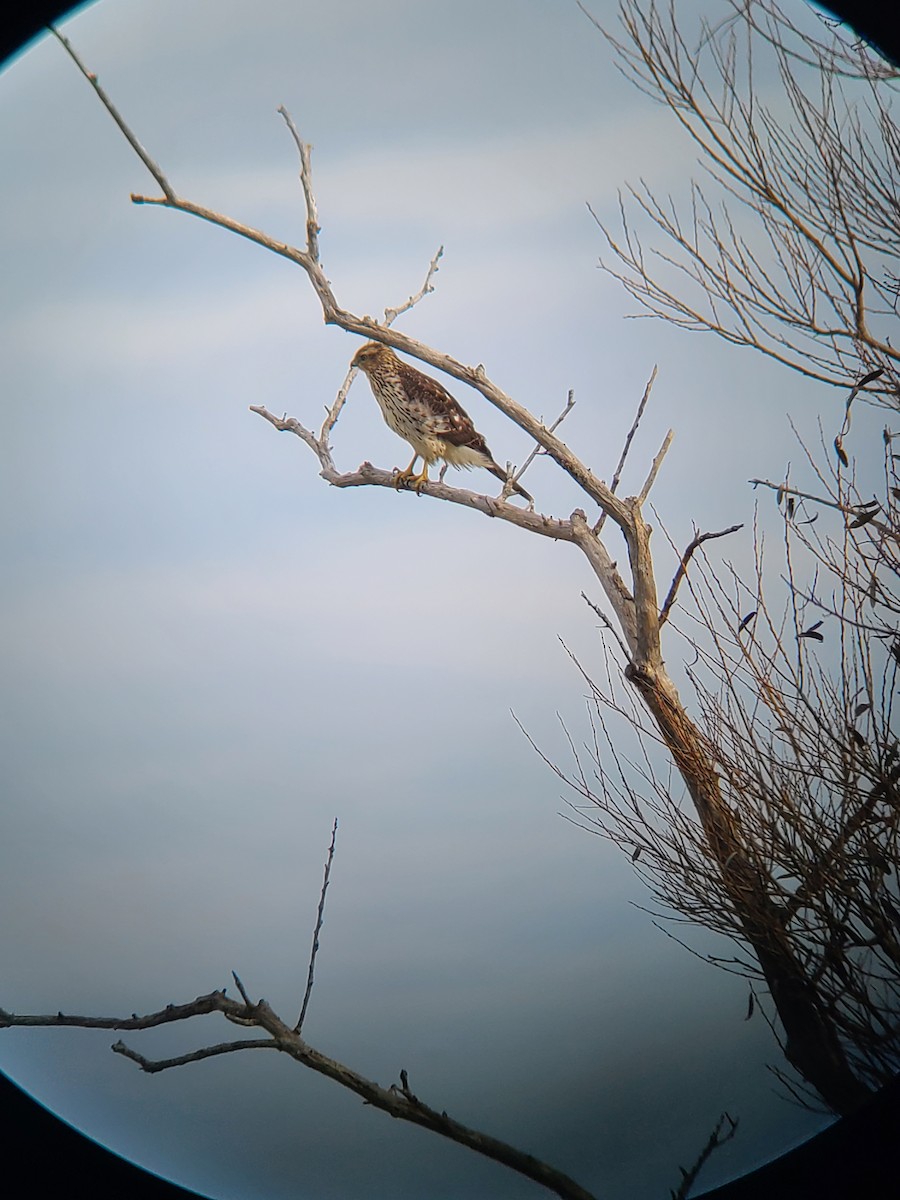 Cooper's Hawk - ML643545346