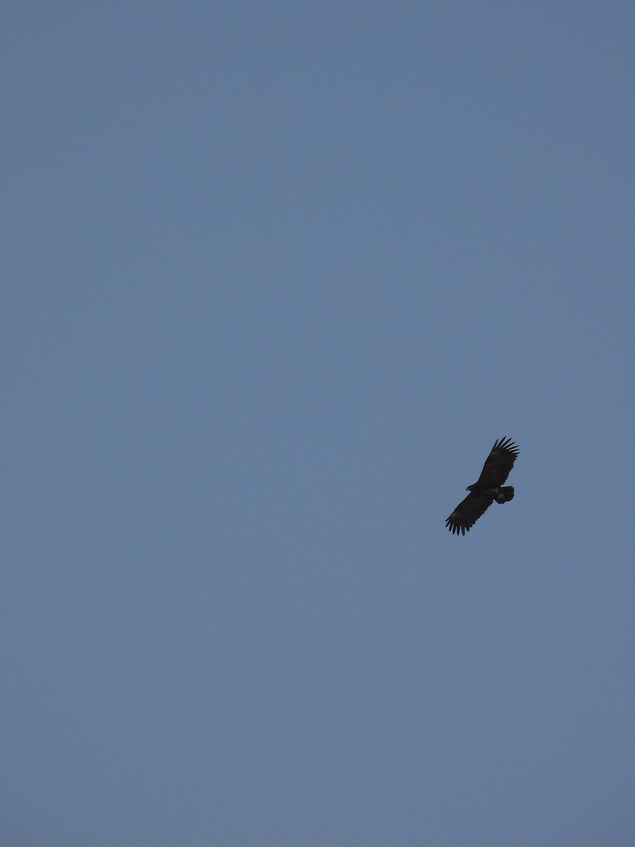 orel volavý - ML643545359