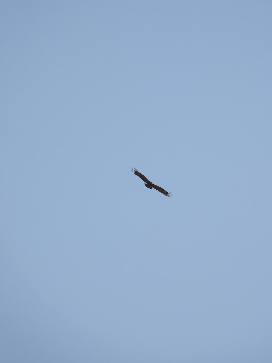 orel volavý - ML643545360