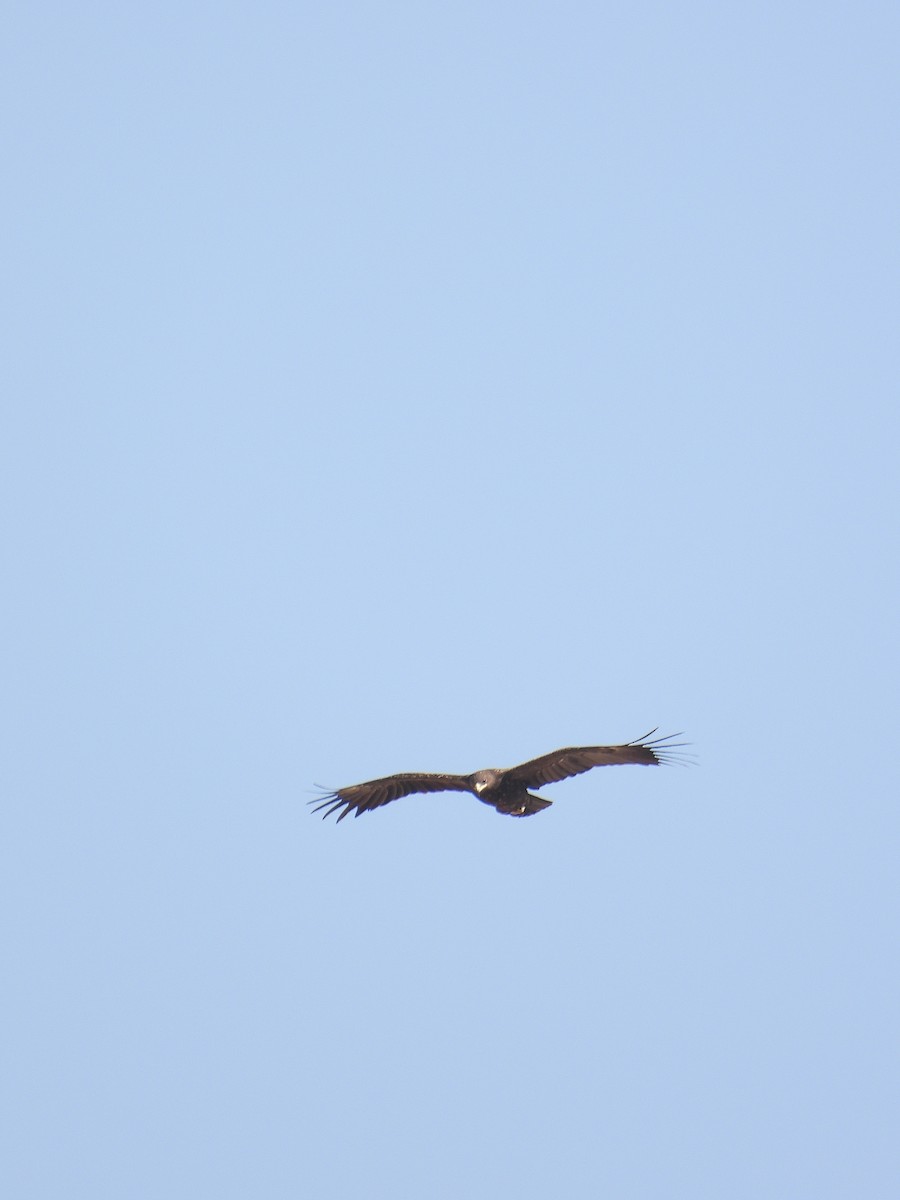 orel volavý - ML643545361