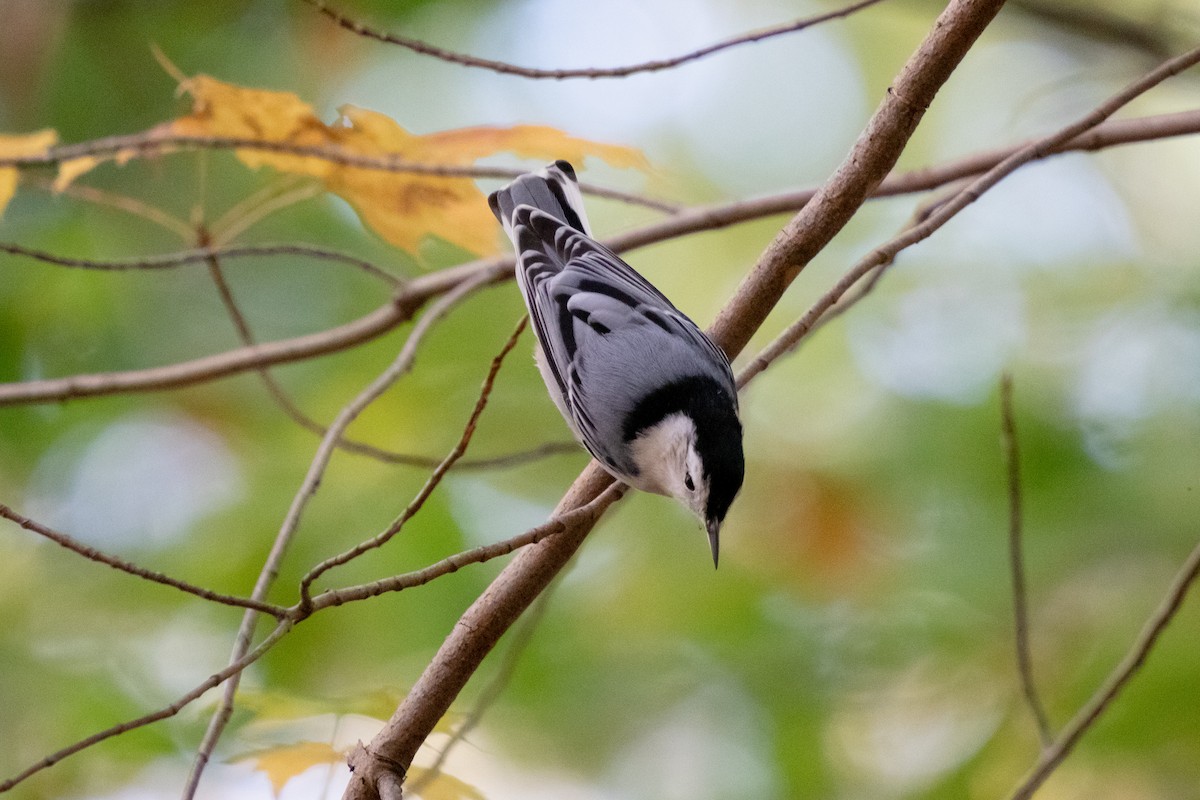 White-breasted Nuthatch - ML643545372