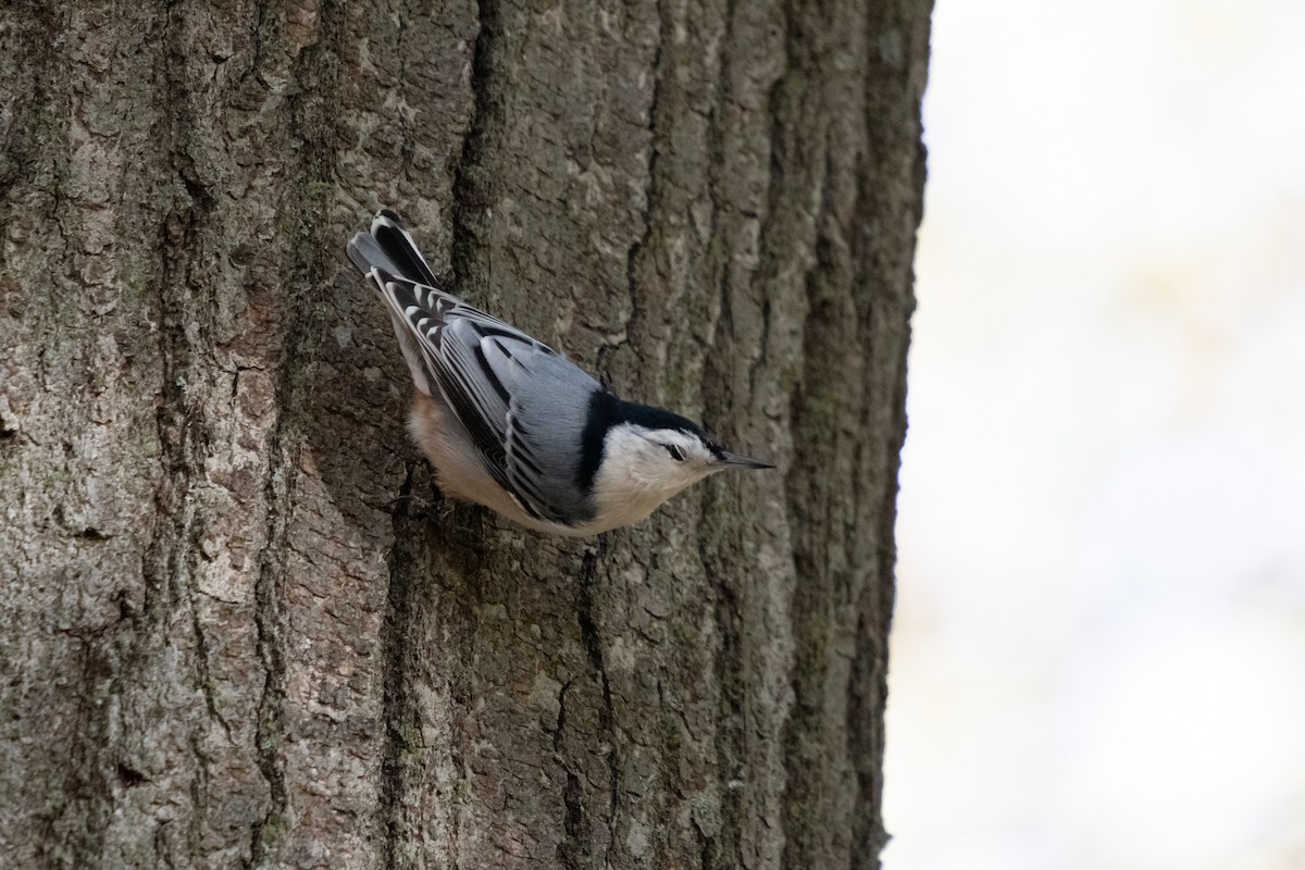 White-breasted Nuthatch - ML643545373