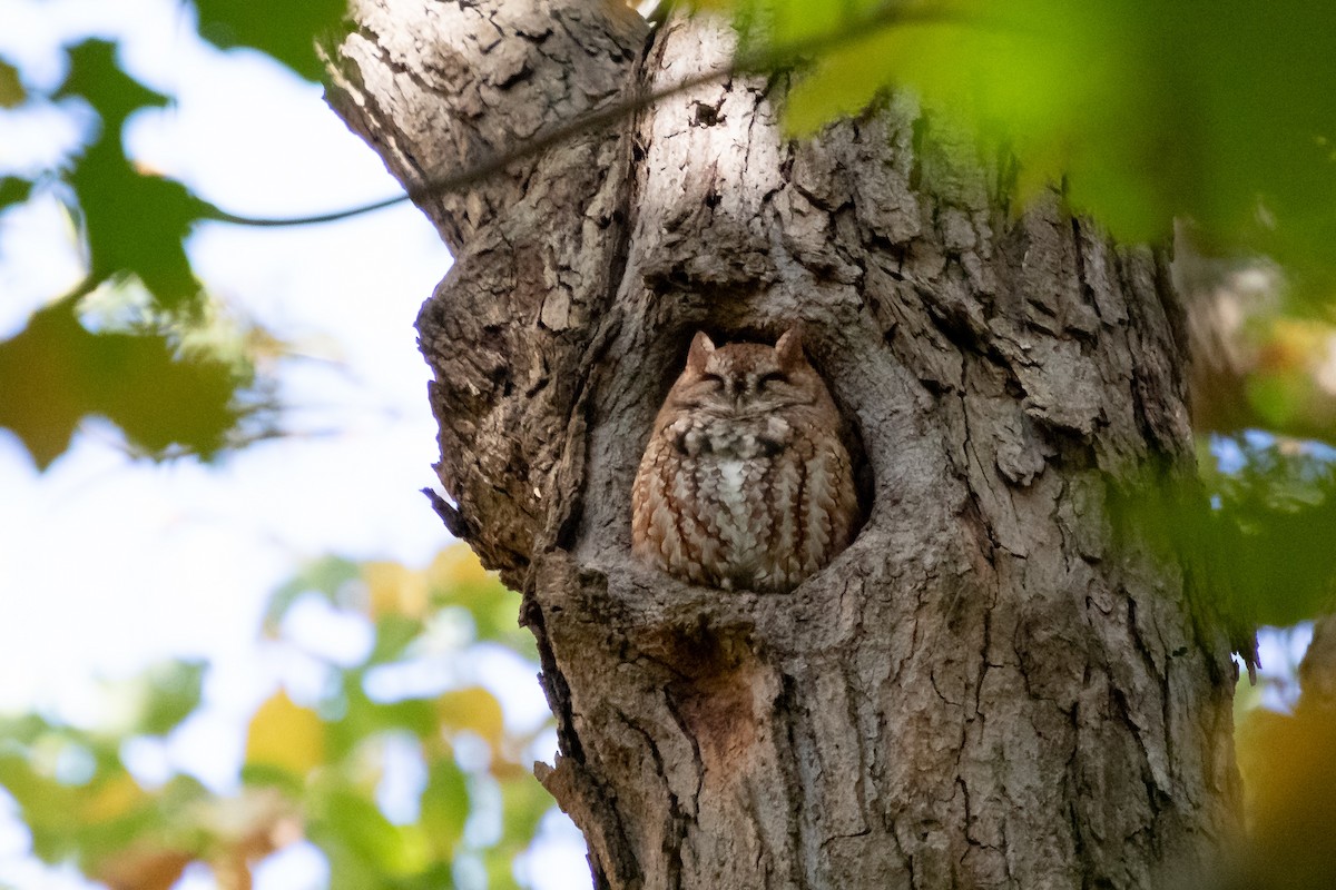 Eastern Screech-Owl - ML643545377