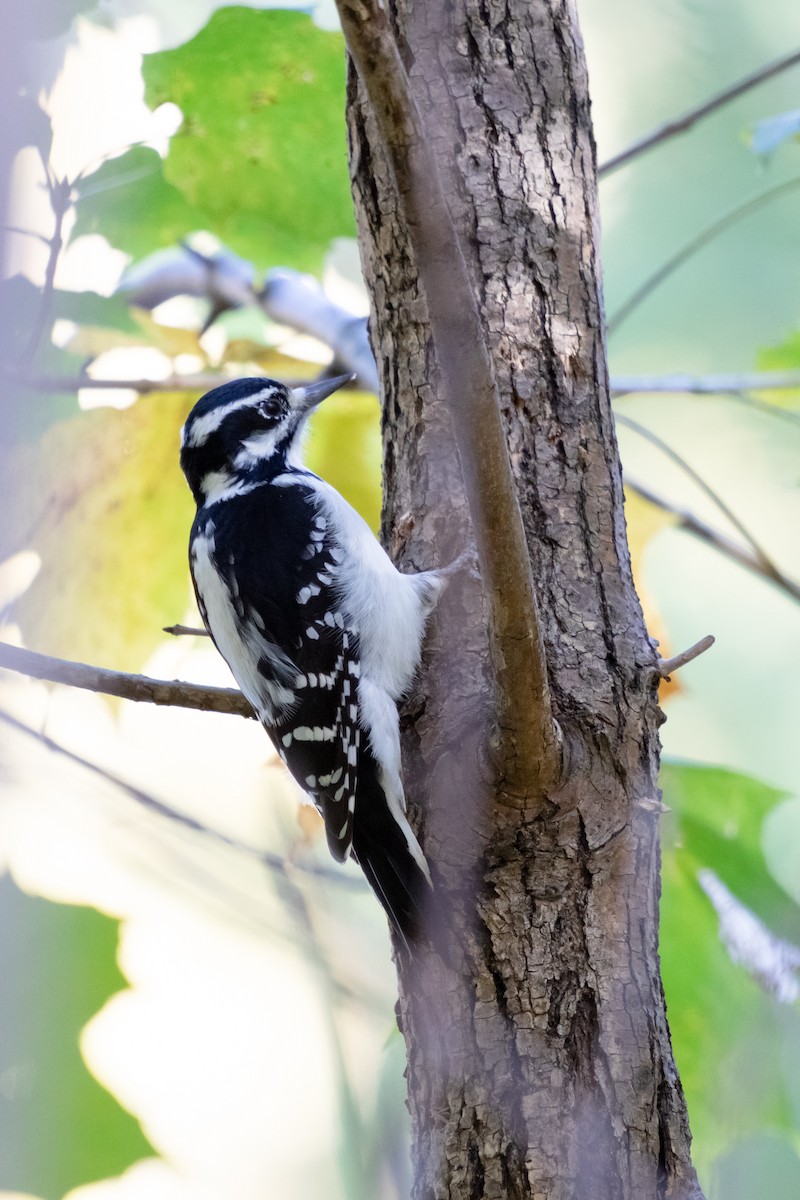 Hairy Woodpecker - ML643545382