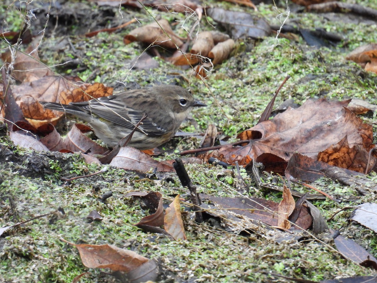 Yellow-rumped Warbler - ML643545412