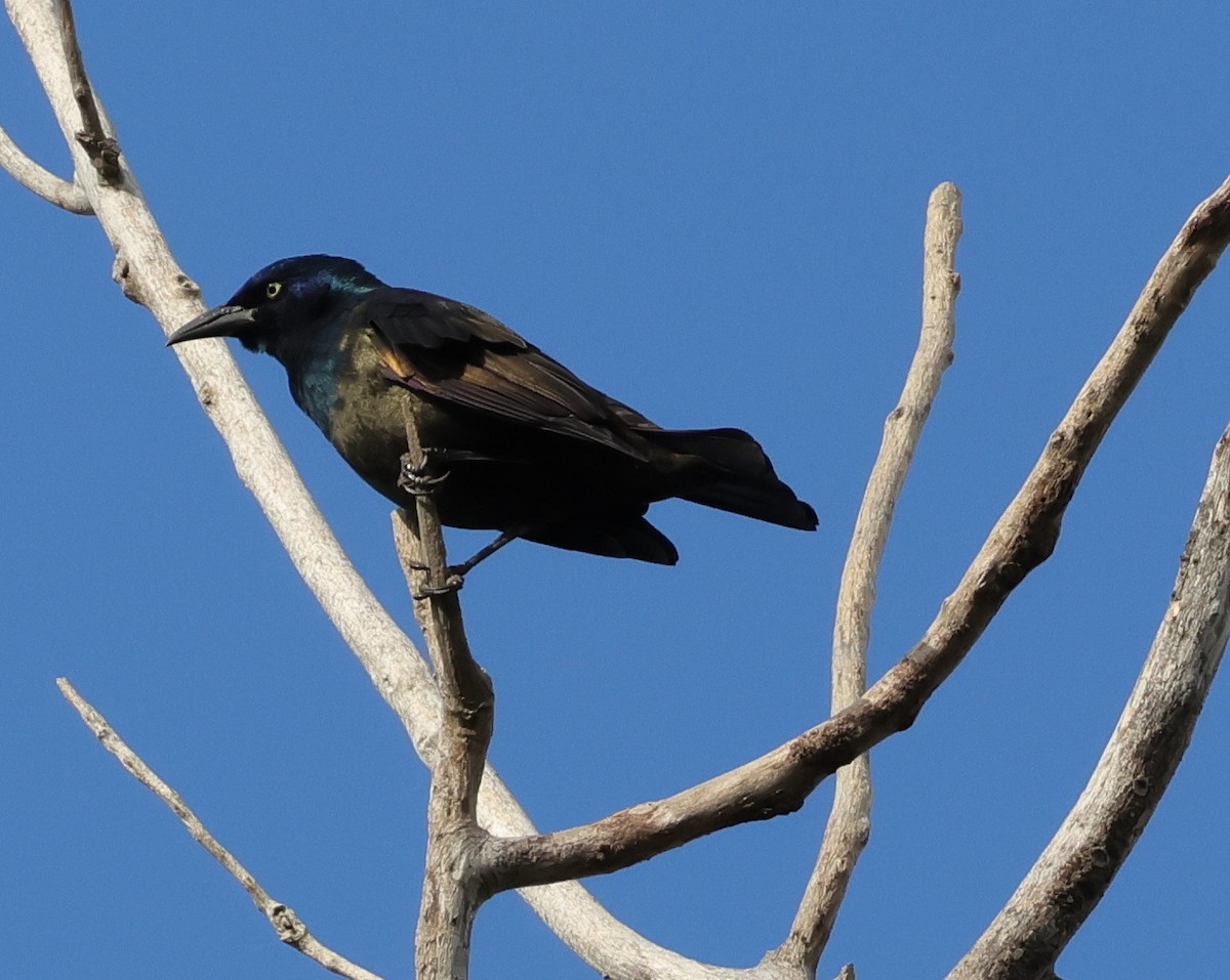 Common Grackle - ML643545462