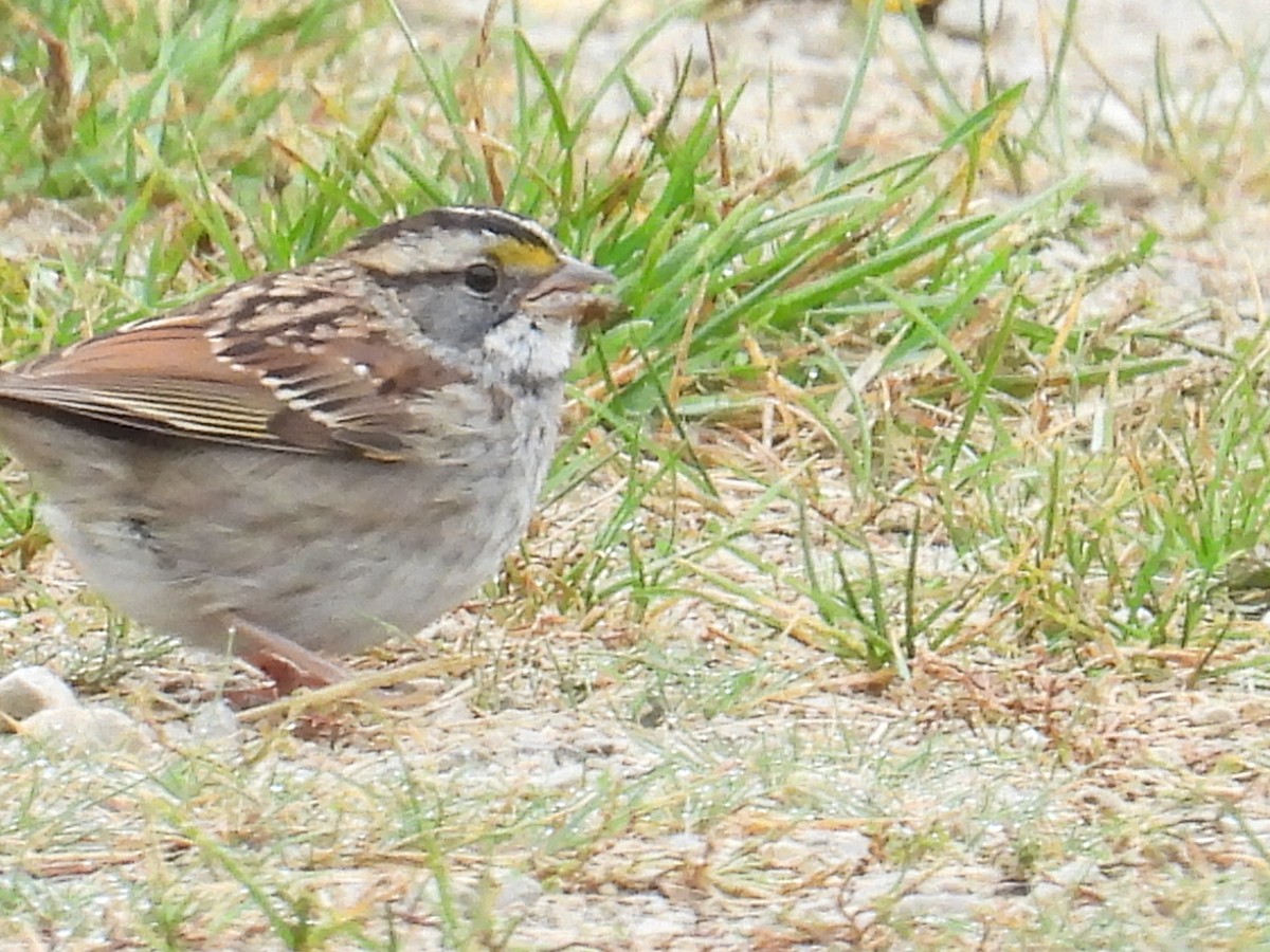 White-throated Sparrow - ML643545463