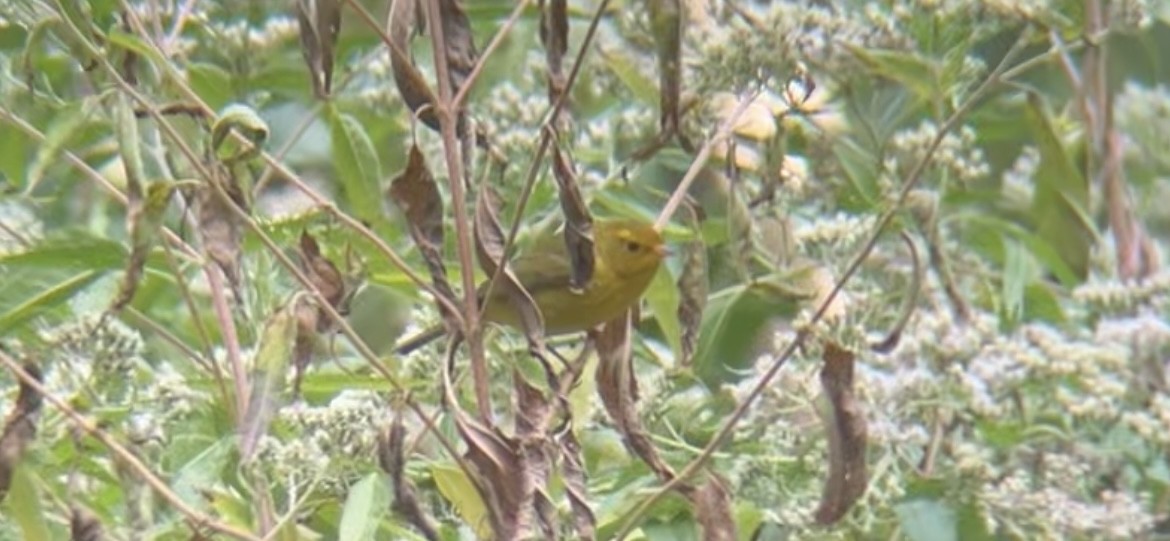 Wilson's Warbler - ML643545468