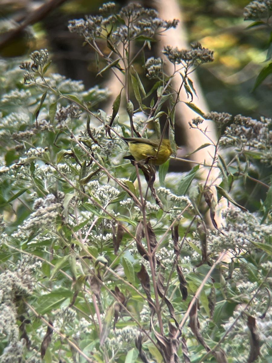 Wilson's Warbler - ML643545469