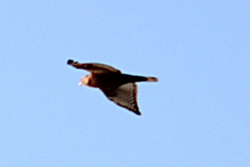 Red-shouldered Hawk - ML643545480