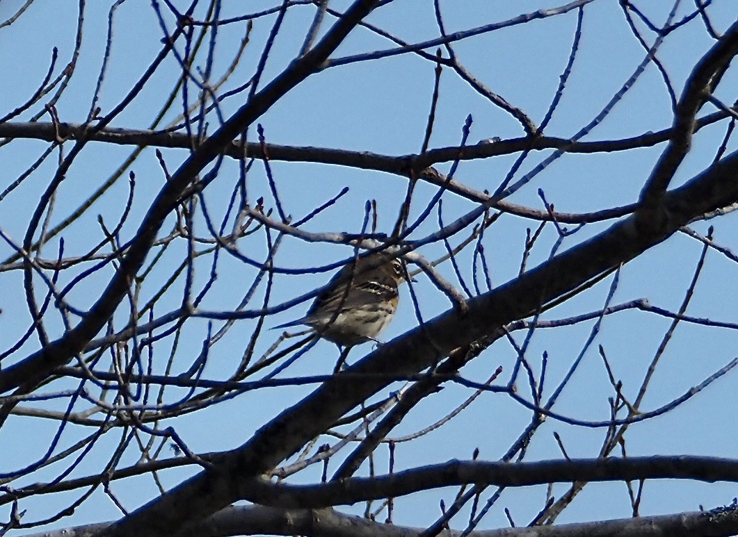Yellow-rumped Warbler - ML643545512