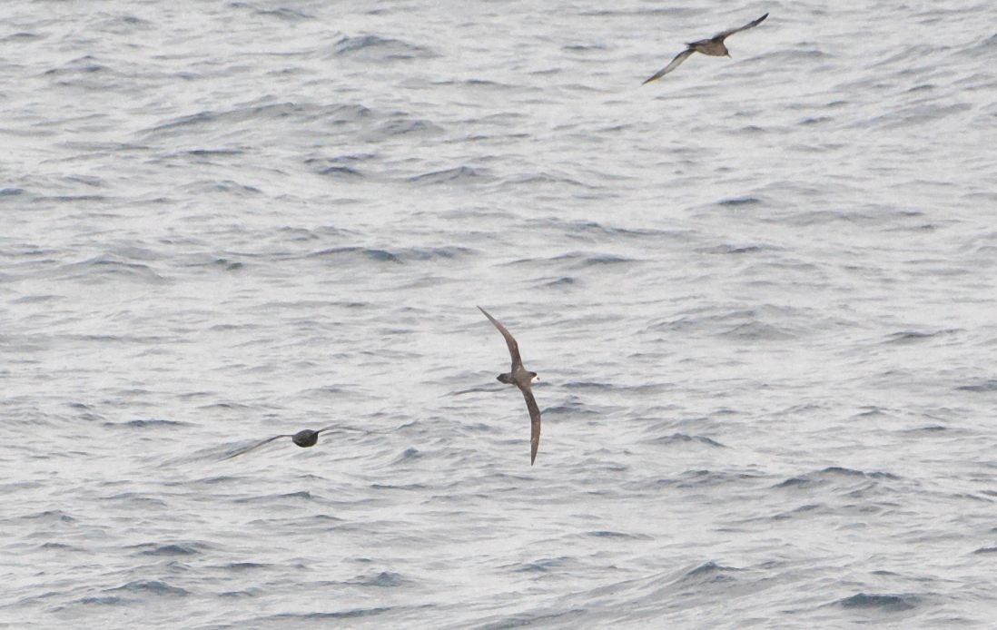 Hawaiian Petrel - ML643545526