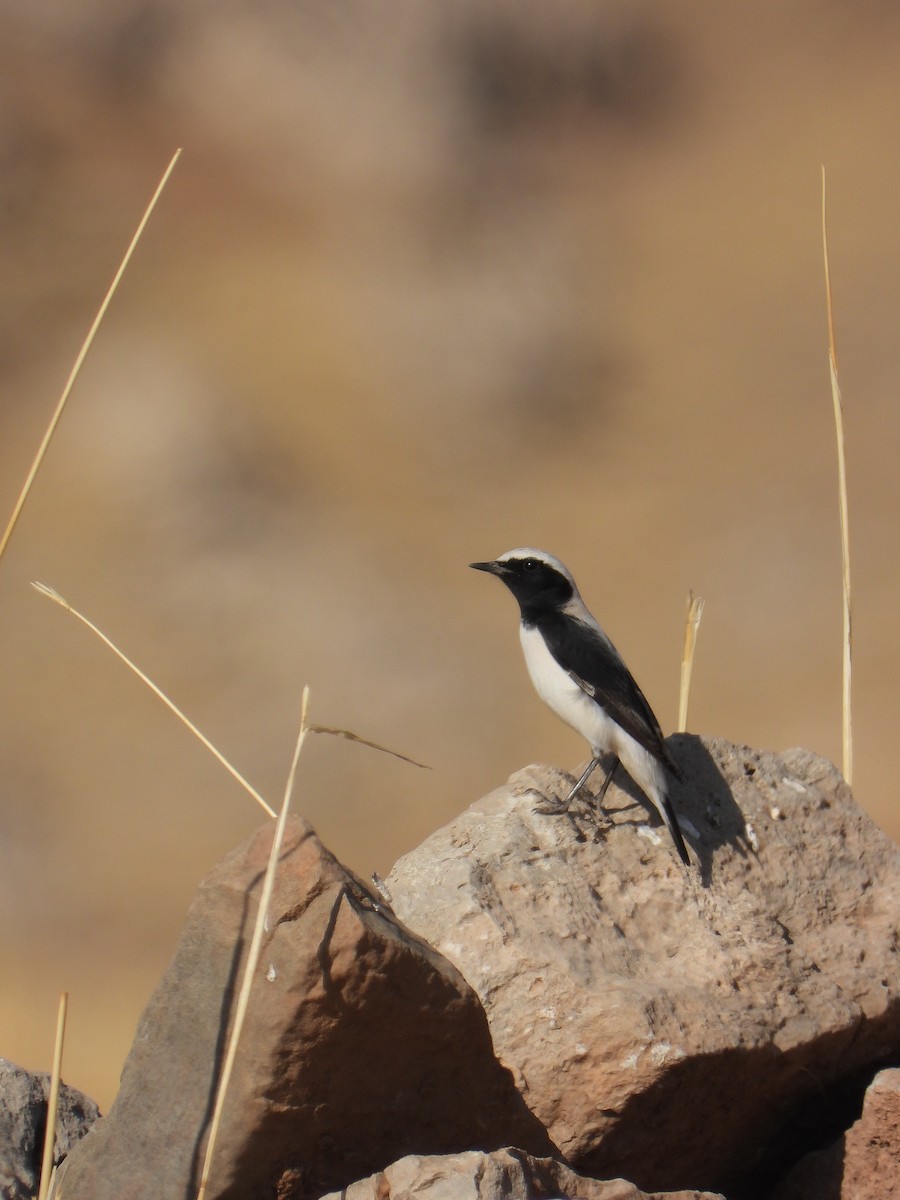 Finsch's Wheatear - ML643545528