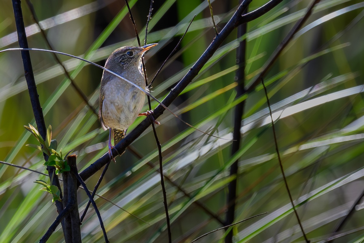 Northern House Wren - ML643545538
