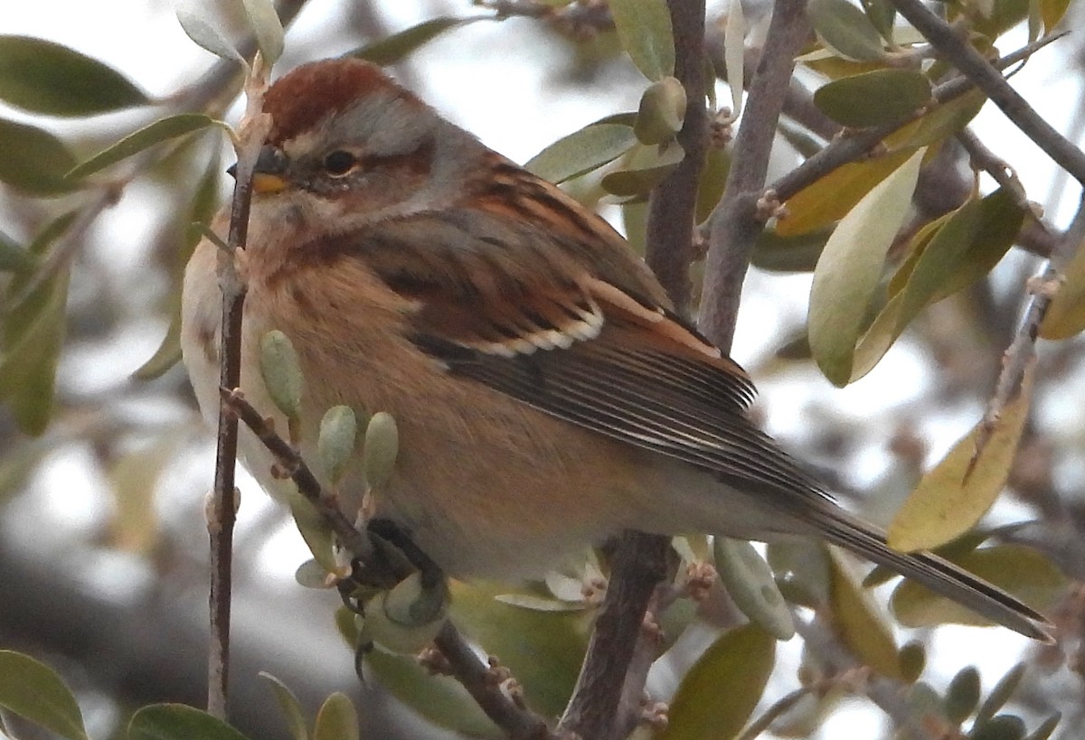 American Tree Sparrow - ML643545545