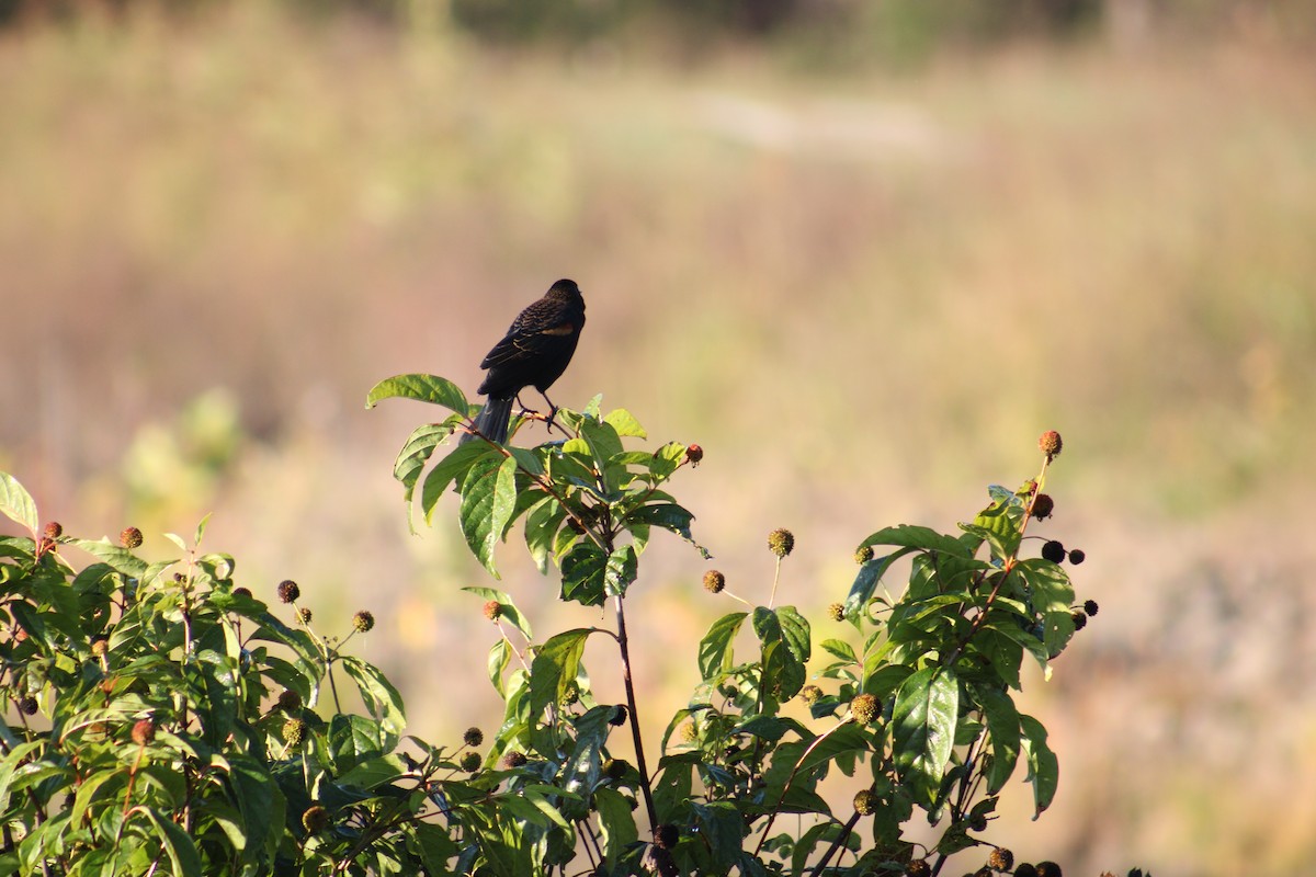 Red-winged Blackbird - ML643545548