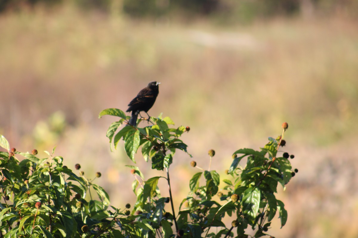 Red-winged Blackbird - ML643545549
