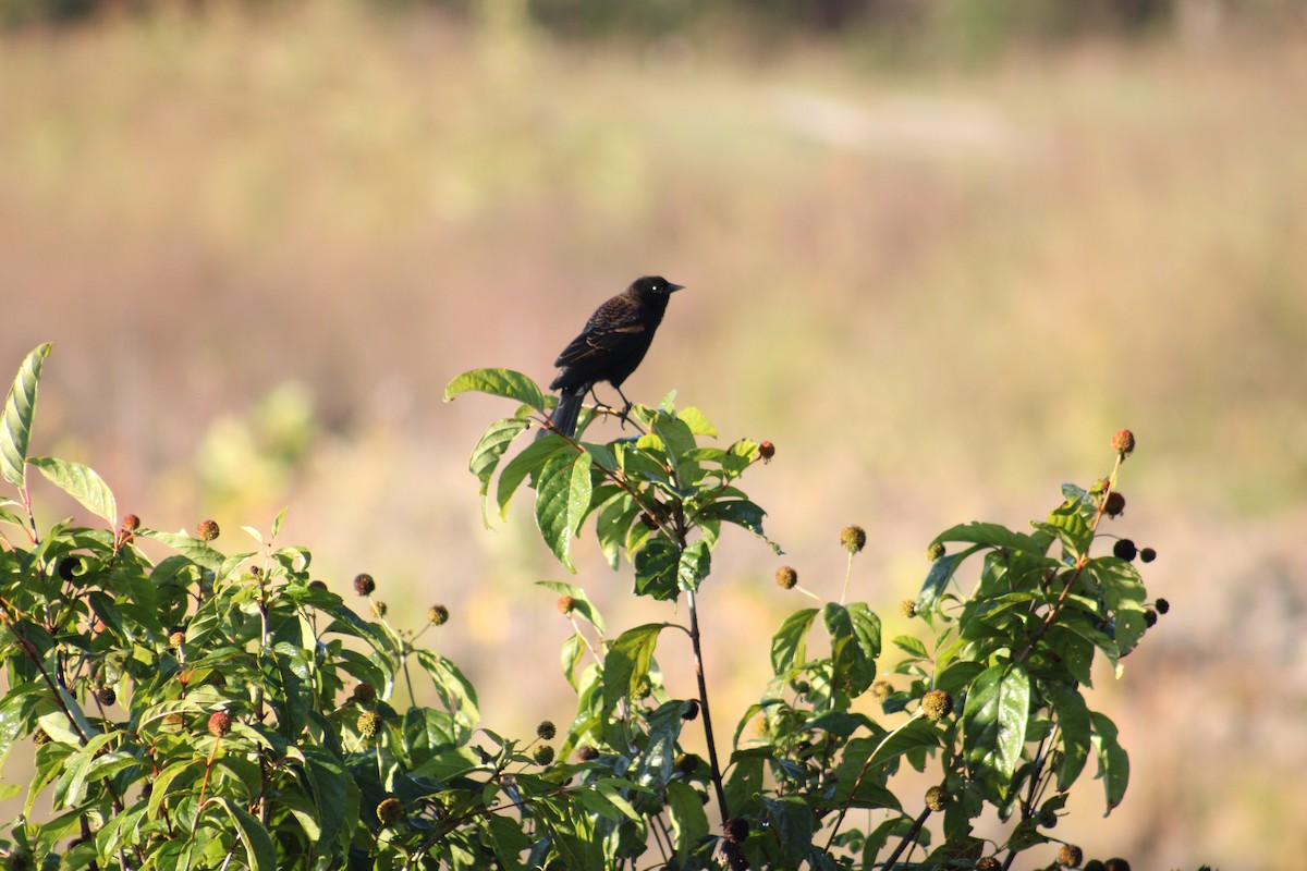Red-winged Blackbird - ML643545550