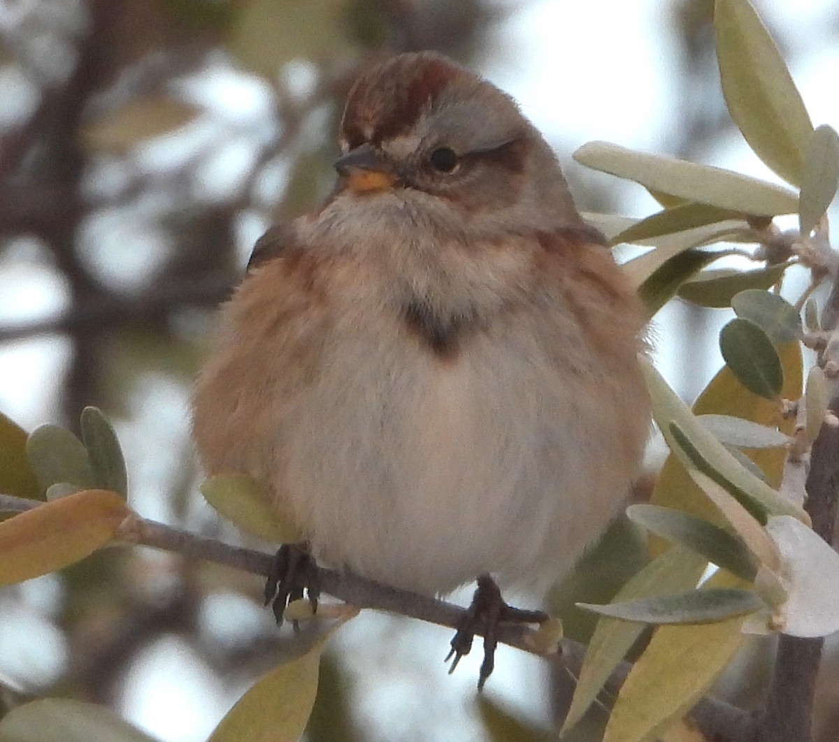 American Tree Sparrow - ML643545551