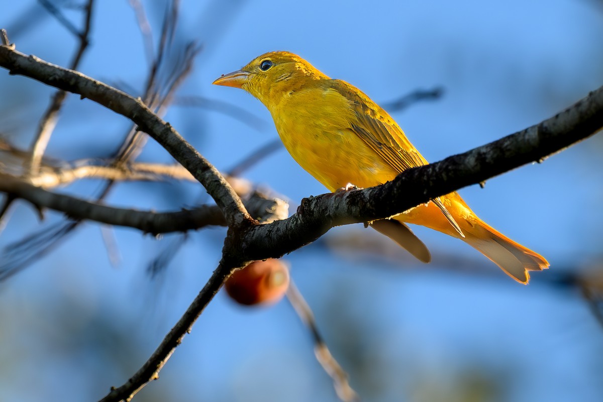 Summer Tanager - ML643545552