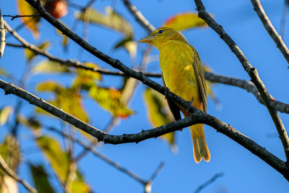 Summer Tanager - ML643545553