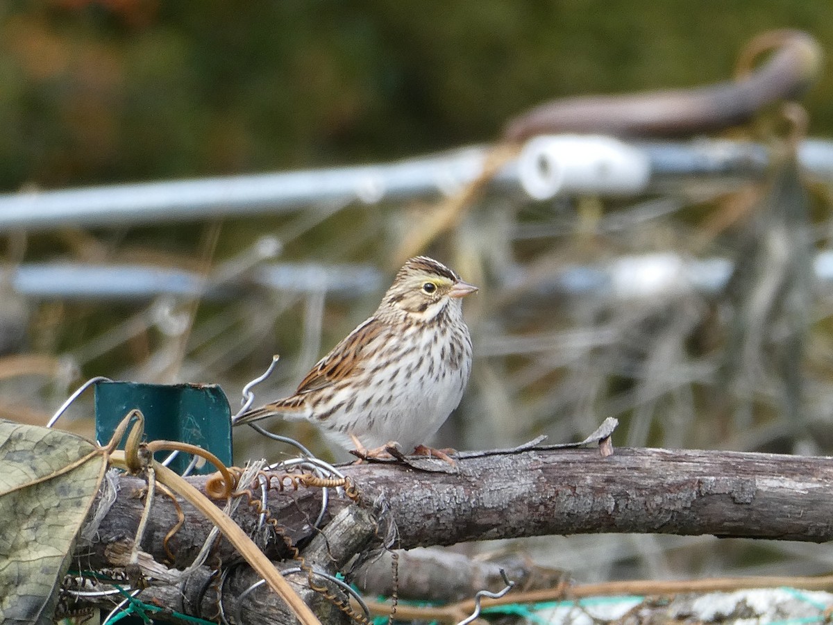 Savannah Sparrow - ML643545555