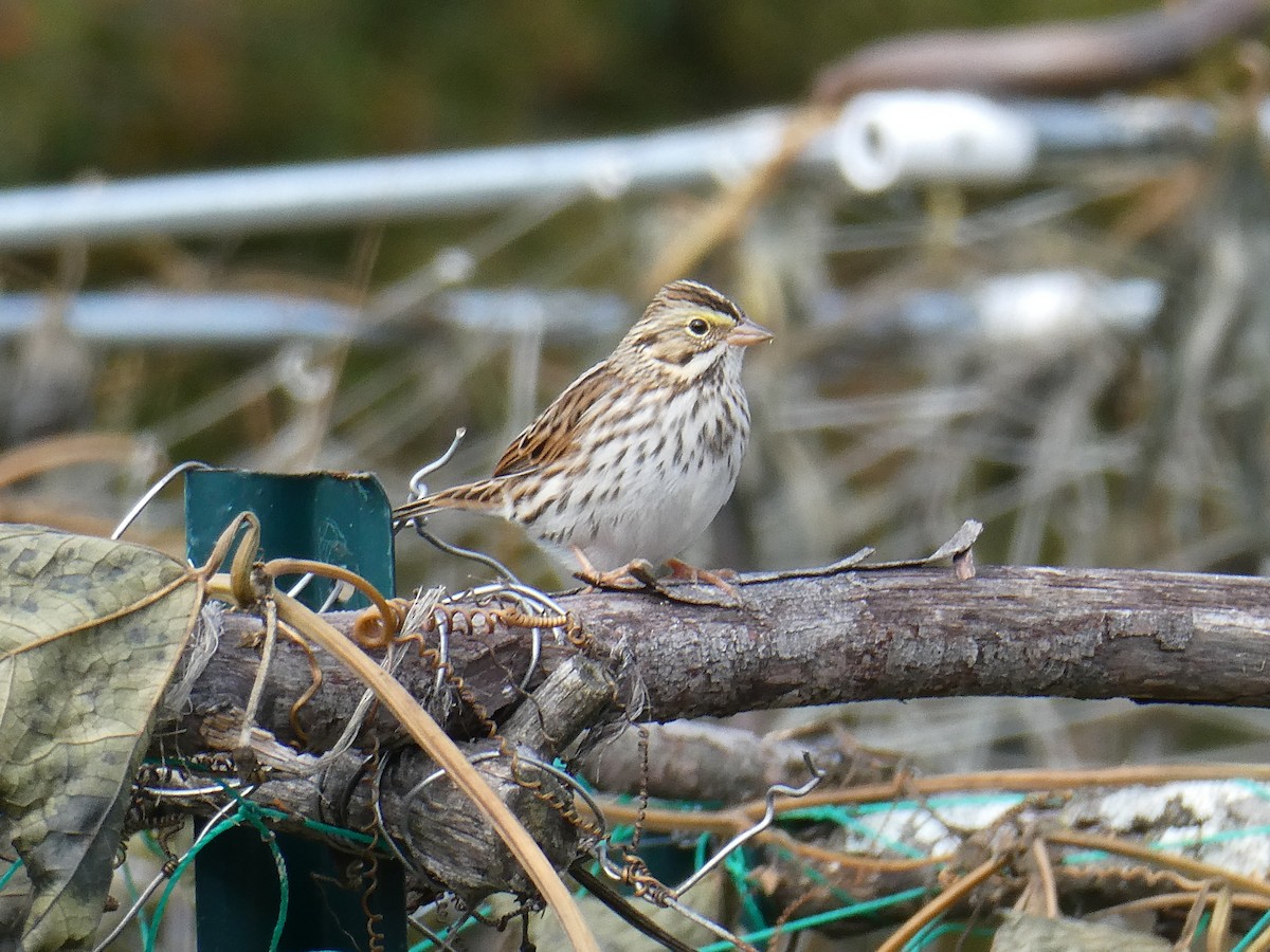 Savannah Sparrow - ML643545556