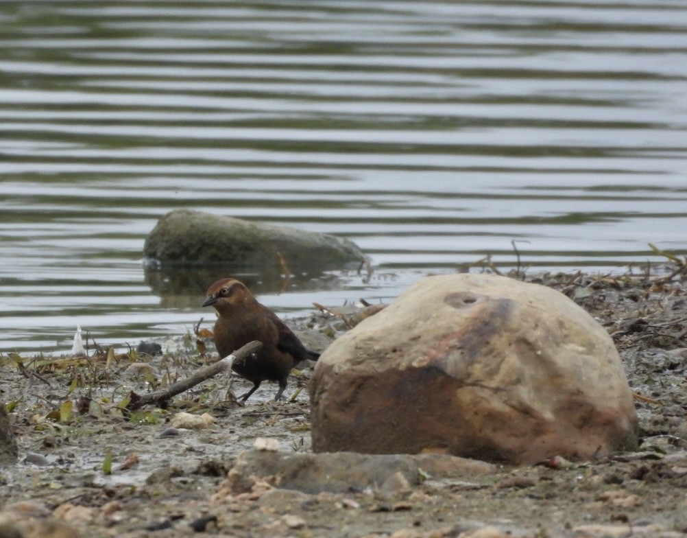 Rusty Blackbird - ML643545566