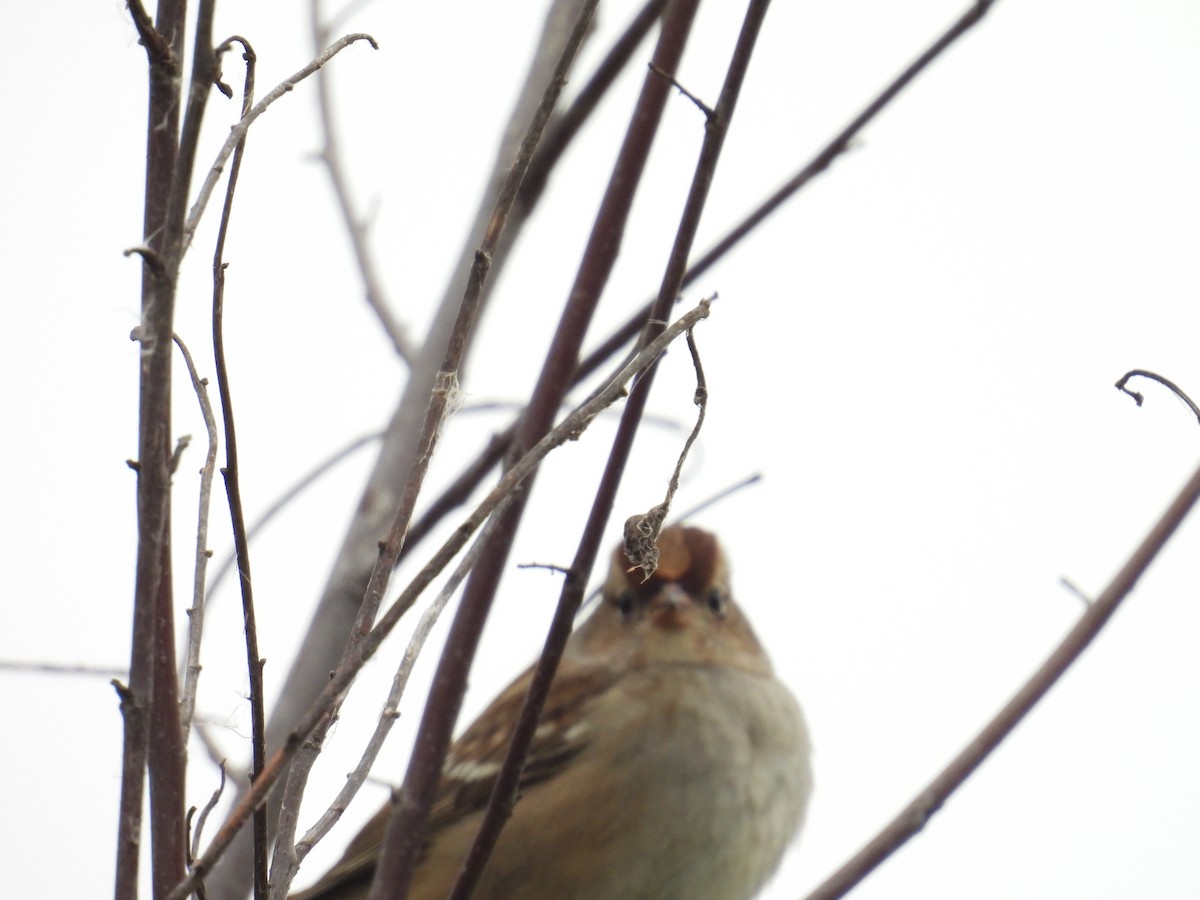 White-crowned Sparrow - ML643545580